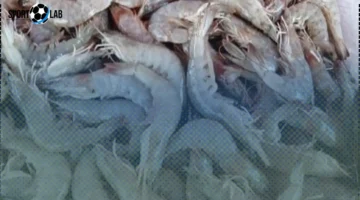 أسعار الجمبري والأسماك في الإسكندرية اليوم الثلاثاء